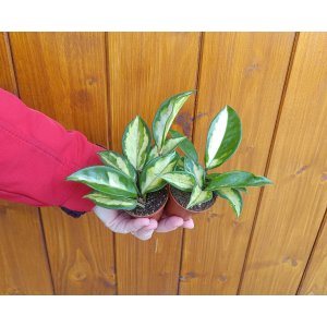 Voskovka (Hoya australis) ´TRICOLOR´ - výška 4 - 6 cm, kont. P6